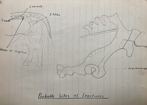 Drawing of horse bones